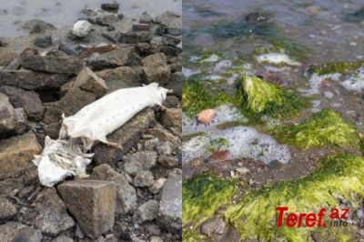 Kaliforniya çimərlikləri ölü balıqlarla doldu: