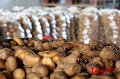 Azərbaycanın Gürcüstandan gətirdiyi toxumluq kartof niyə məhv edildi?