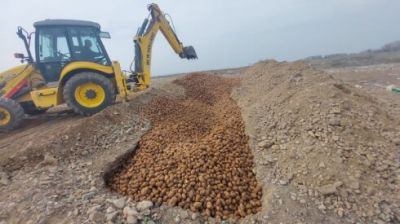 Rusiya, Belarus və Ukraynadan gətirilən 63 tona yaxın kartof yararsız çıxdı