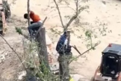 “Ailə Park” MTK Nərimanov rayonunda "Yasıl Terror" törədir
