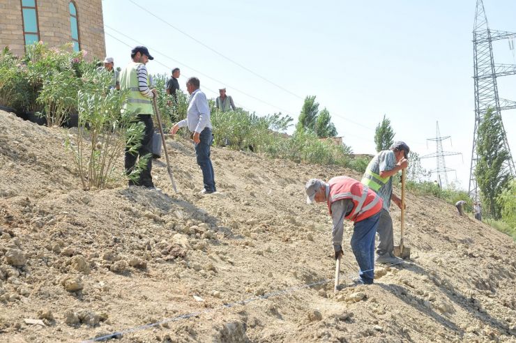 Abşeron rayonunda yeni yaşıllıq sahələri salınır