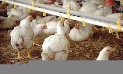 Məşhur quşçuluq müəssisəsinin sahibi 91 minlik tender uddu –