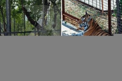 Zooparkda pələng uşağı dişlədi