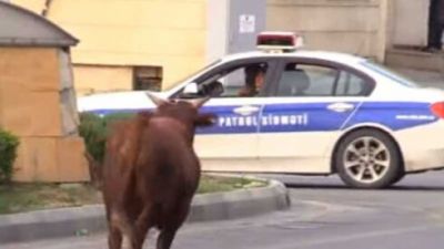 Abşeronda qəssabın əlindən qaçan dana maşınları əzdi: Polis zərərsizləşdirdi