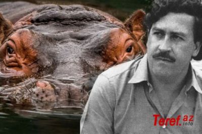 Eskobarın “yaxşılığı” Kolumbiyaya bəla oldu - FOTO