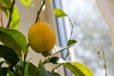 Limonlu su içməyin kimlərə əks təsiri var?