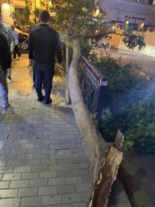 Külək "Malakan bağı"nda ağacı aşırdı - FOTO