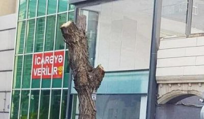 Bakıda budanma adı ilə ağacları doğrayıblar - AXI NİYƏ?