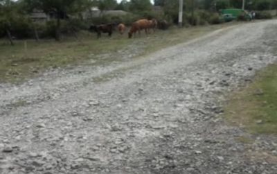Şəki sakinlərini boğaza yığan yol PROBLEMİ - VİDEO