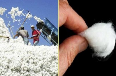 Azərbaycan pambıq lifini Türkiyəyə 2,5 manata satıb, tibbi pambığı isə 9,3 manata alır