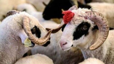Qurban ətindən kabab etmək olarmı? -